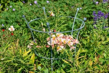 Southwold Trumpet Peony Plant Support