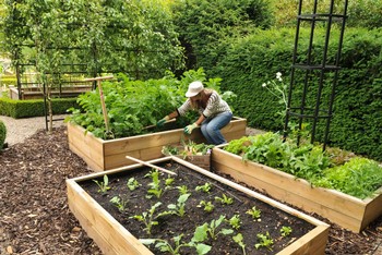 Standard Wooden Raised Beds