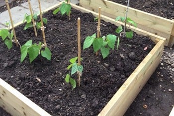 Standard Wooden Raised Beds