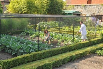 Steel Fruit Cages