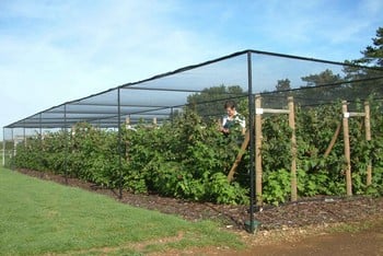 Steel Fruit Cages