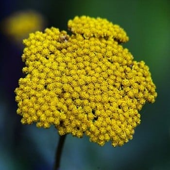 Achillea - Cloth of Gold