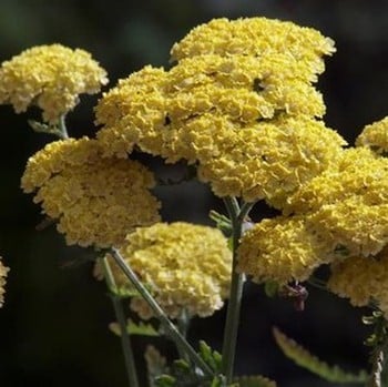 Achillea Moonshine