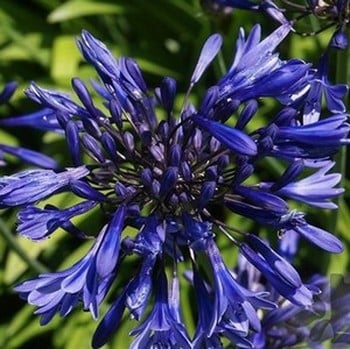 Agapanthus Navy Blue