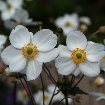 Anemone Honorine Jobert