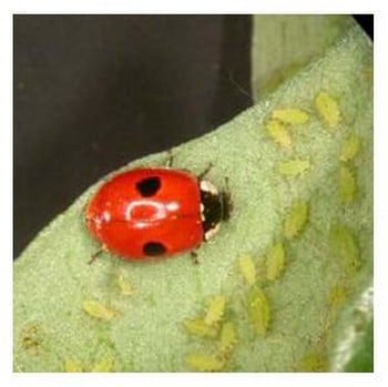 Aphid Control using Ladybirds