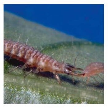 Aphid Kill using Lacewing Larvae