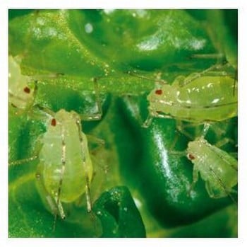 Aphid Kill using Lacewing Larvae