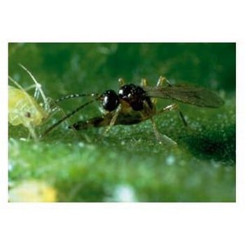 Aphid Prevent using Parasitic Wasps