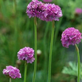 Armeria maritima Splendens