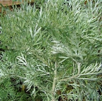 Artemisia Silver Queen