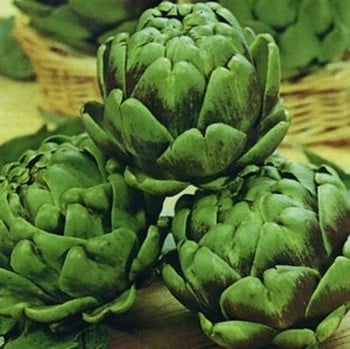 Artichokes Green Globe - Organic Plant Packs