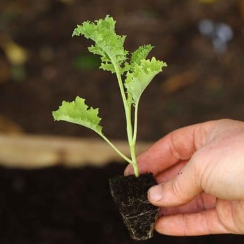 Autumn - Borecole - Green Curled Dwarf (10 Plants) Organic