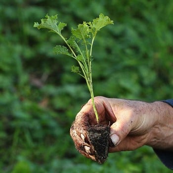 Autumn - Borecole - Green Curled Dwarf (10 Plants) Organic