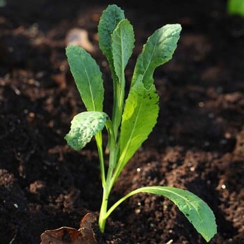 Autumn - Cavalo Nero - Nero di Toscana (10 Plants) Organic