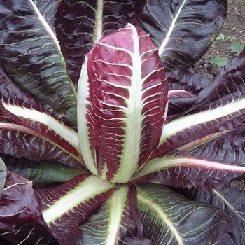 Autumn - Chicory - Rossa di Treviso (10) plants)