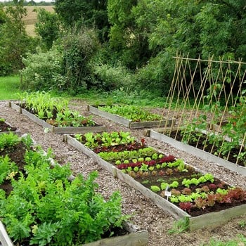 Autumn Large Vegetable Patch (310) Plants