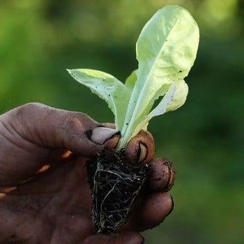Autumn - Lettuce Arctic King (10 Plants) Organic