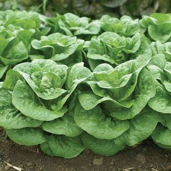 Autumn - Lettuce Winter Density (10 Plants) Organic