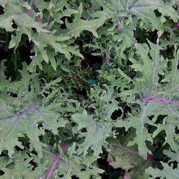 Autumn - Red Russian Kale (10 Plants) Organic