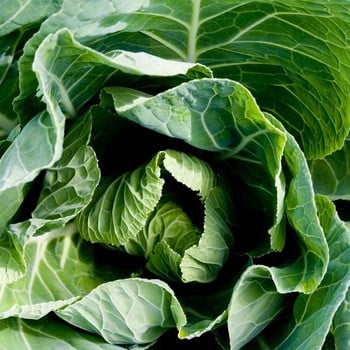 Autumn - Spring Green Cabbage (10 Plants) Organic