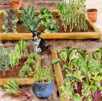 Autumn/Winter Vegetable Garden Autumn/Winter Vegetable Garden