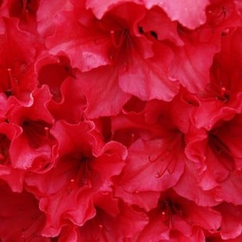 Azalea Vuyks Rosy Red