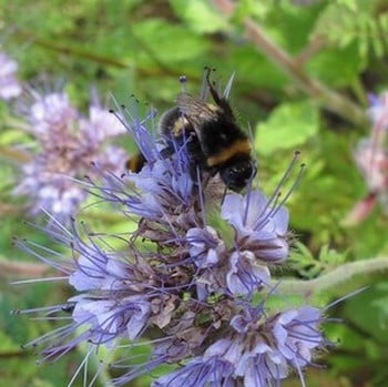 Bee Mat