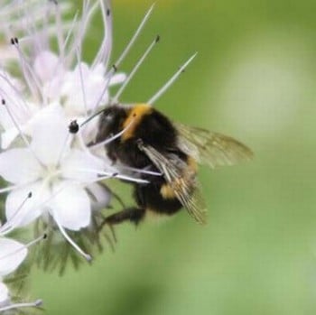 Beepol Bumblebee Hive