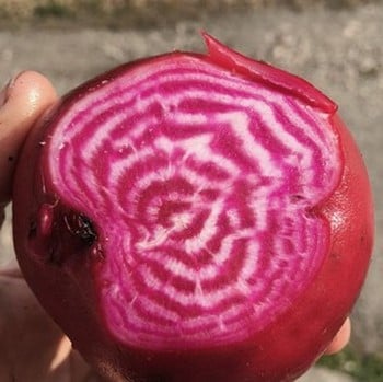 Beetroot - Chioggia - Organic Plant Packs