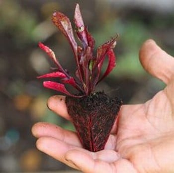 Beetroot - Chioggia - Organic Plant Packs