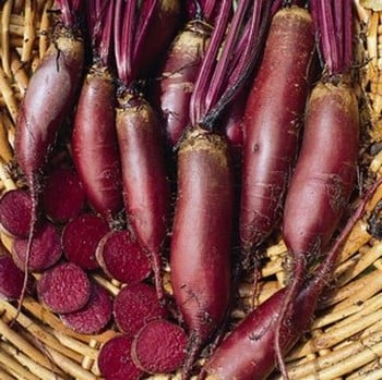 Beetroot Cylindra - Organic Plant Packs