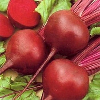 Beetroot Detroit - Organic Plant Packs