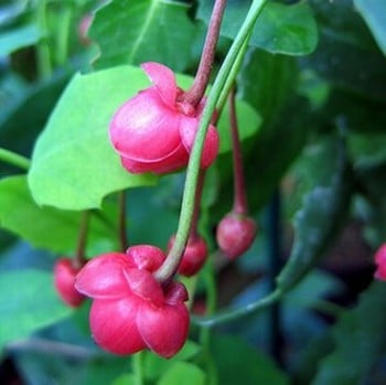 Berberidopsis corallina
