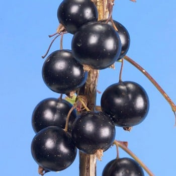 Blackcurrant Big Ben Blackcurrant Big Ben