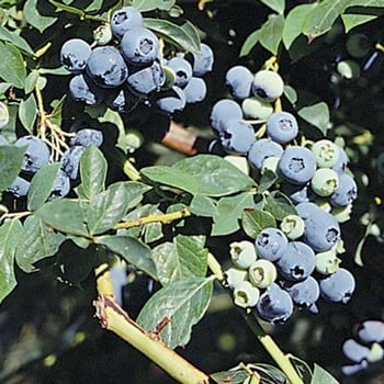 Blueberry Legacy Blueberry Legacy