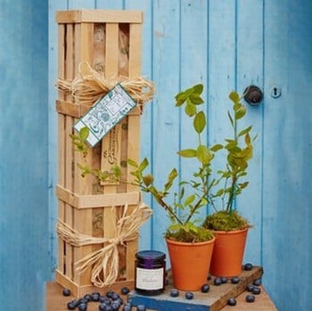 Blueberry Plants and Jam Gardeners Gift Set