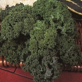 Borecole Green Curled Dwarf - Organic Plant Packs Borecole Green Curled Dwarf - Organic Plant Packs