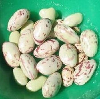 Borlotti Beans Borlotta Lingua di Fusco - Organic Plant Packs