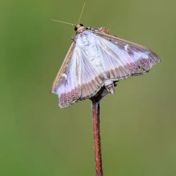 Box Tree Caterpillar Moth Pheromone Trap