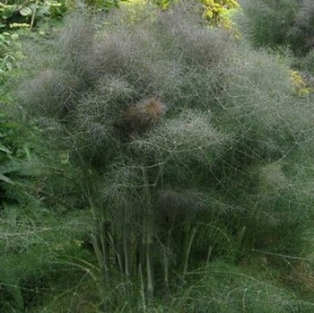 Bronze Fennel - Organic Plant Packs