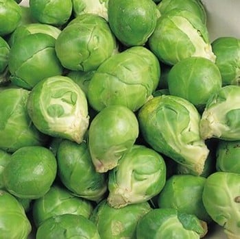 Brussels Sprouts - Evesham Special - Organic Plant Packs