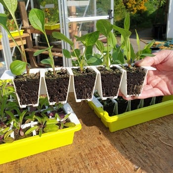 Bustaseed Tip Out Propagation Tray