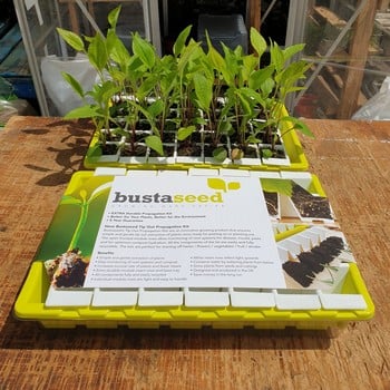 Bustaseed Tip Out Propagation Tray Bustaseed Tip Out Propagation Tray