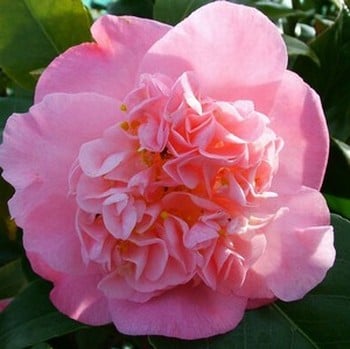Camellia Amabel Lansdell