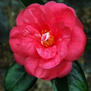 Camellia Japonica Drama Girl