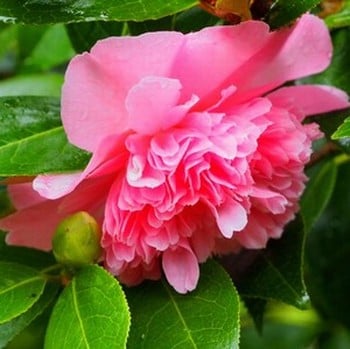 Camellia Japonica Elsie Jury
