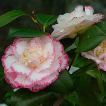 Camellia Japonica Margaret Davis