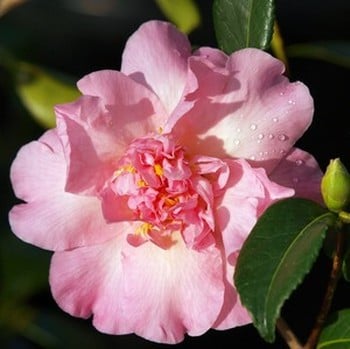Camellia Japonica Mary Phoebe Taylor