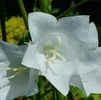 Campanula persicifolia Alba - Clustered Bellflower